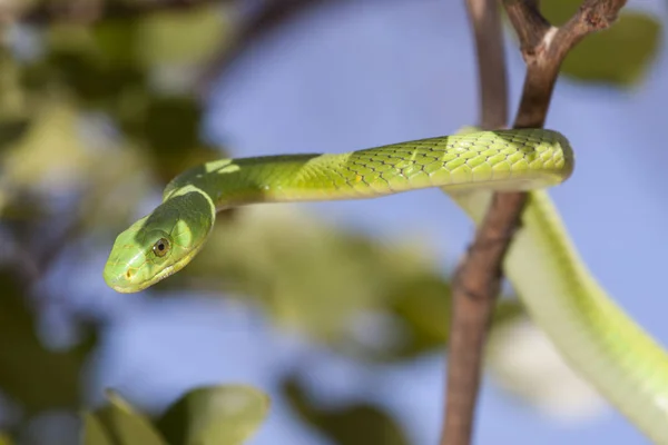 Groene Mamba Groene Slangenreptiel — Stockfoto