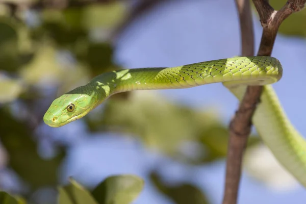 Vihreä Mamba Vihreä Käärme Matelija — kuvapankkivalokuva