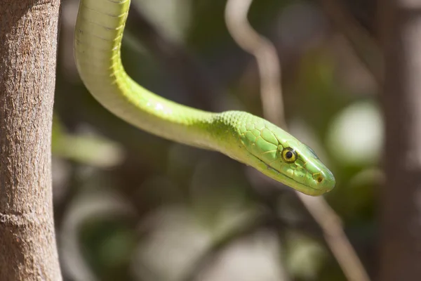 Mamba Verte Reptile Serpent Vert — Photo