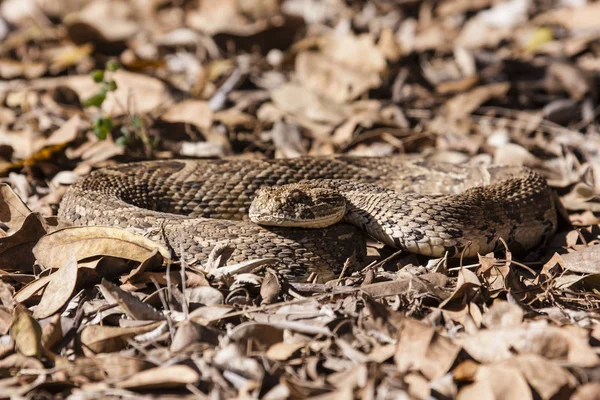 Fechar Lagarto — Fotografia de Stock