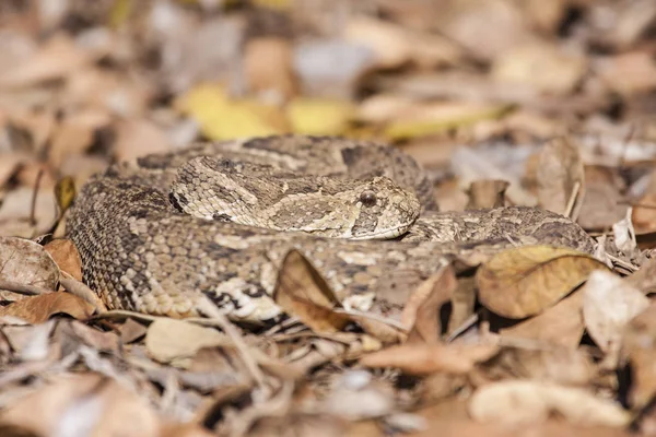 Kígyó Puff Adder Hüllők — Stock Fotó