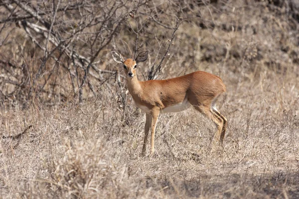 वडक — स्टॉक फोटो, इमेज