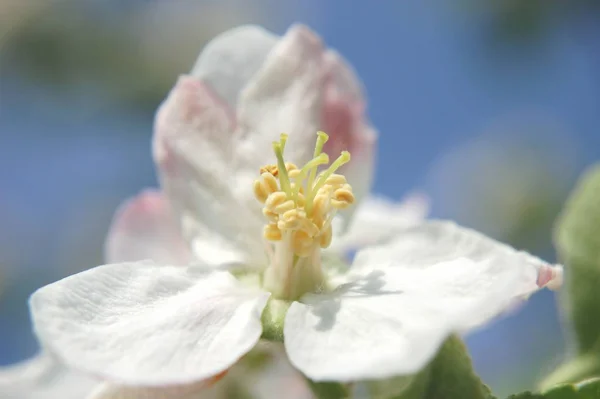 Крупный План Яблочных Цветов — стоковое фото