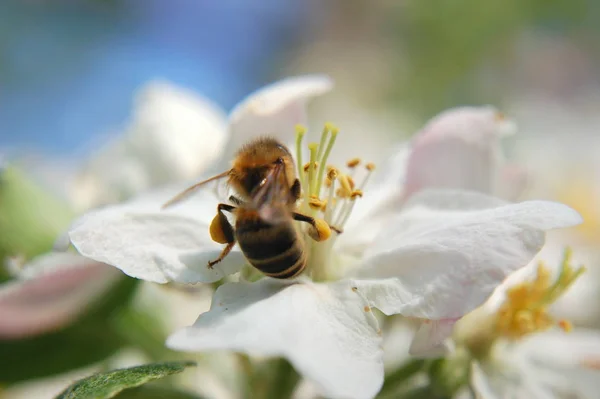 Μέλισσα Λουλούδι Μήλου — Φωτογραφία Αρχείου