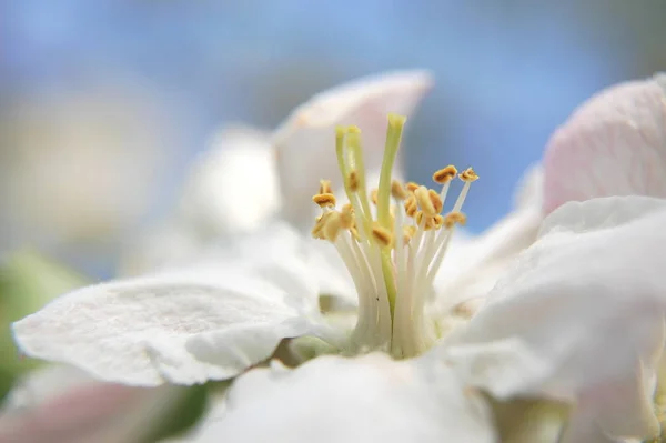 Närbild Äppelblommor — Stockfoto