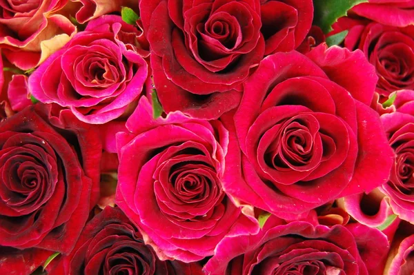 Pétalas Florais Rosas Flores Flor — Fotografia de Stock