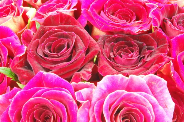 Pétalos Florales Rosas Flores Florecen — Foto de Stock