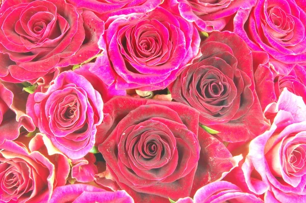 Kwiatowe Płatki Róż Kwiaty Kwitnące — Zdjęcie stockowe