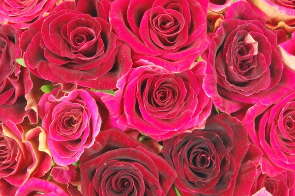 Pétalas Florais Rosas Flores Flor — Fotografia de Stock