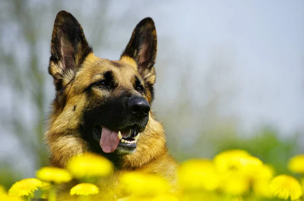 Porträt Eines Süßen Hundes — Stockfoto