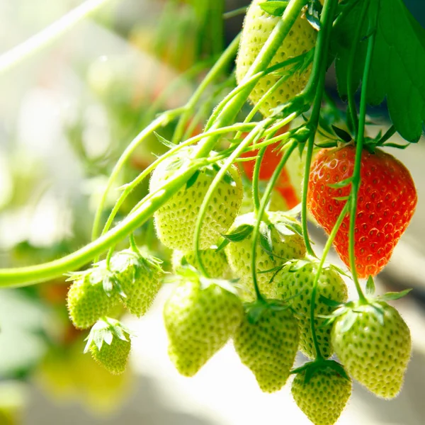 Fresh Green Red Raw Strawberries Plant — Stock Photo, Image