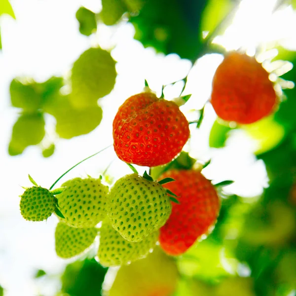Fresh Green Red Raw Strawberries Plant — Stock Photo, Image