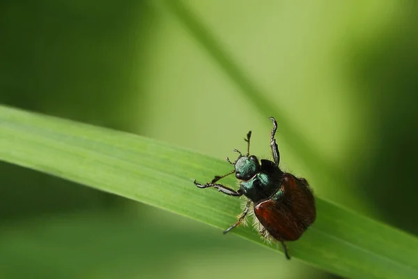 Gartenschaf Phyllopertha Horticola — Stockfoto