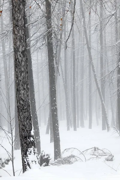 Snowy Trees Winter Fog — Stock Photo, Image