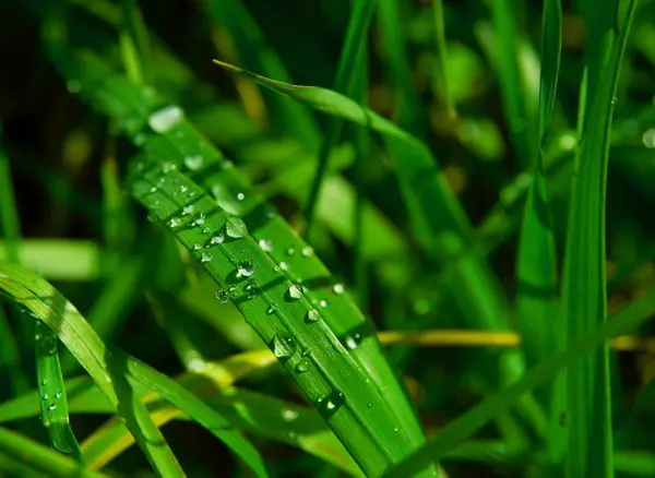 Grünes Gras Mit Morgentau — Stockfoto