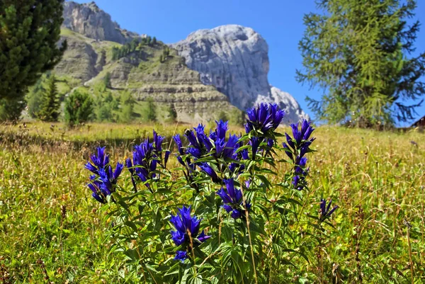 Fiori Genziana Nel Prato — Foto Stock