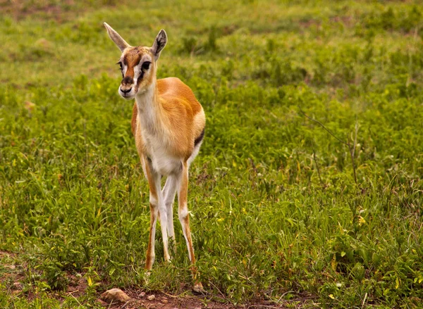 Hovdyr Naturen Savannah Gazelle - Stock-foto