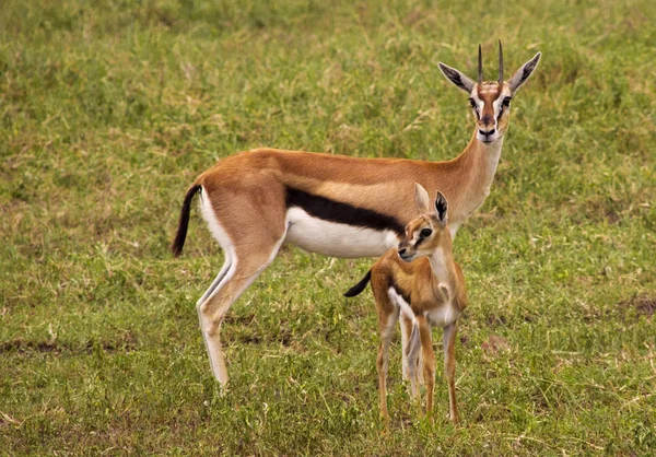 在自然界中被钩住的动物 Savannah Gazelle — 图库照片