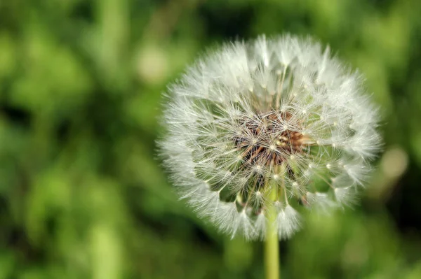 Beautiful View Natural Dandelion Flower — Stock Photo, Image