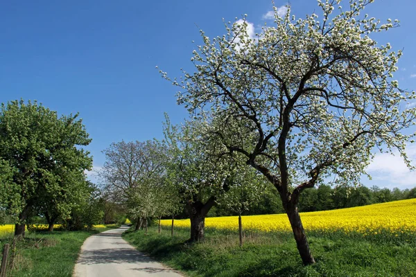 Apfelblütenbaum Blumen Blühen Frühling — Stockfoto