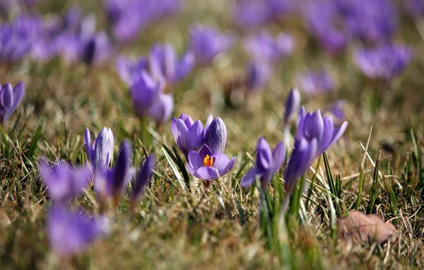 Spring Crocus Flowers Purple Flora — Stock Photo, Image