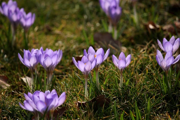 Tavaszi Krokodilok Flóra Szirmok — Stock Fotó