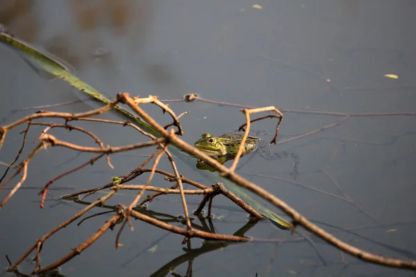 Water Frog Amphibian Animal — Stock Photo, Image