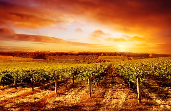 Amazing Vineyard Sunset Στη Νότια Αυστραλία — Φωτογραφία Αρχείου