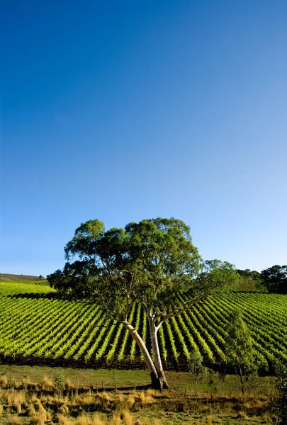 Platteland Wijngaarden Landbouw Wijnstokken — Stockfoto