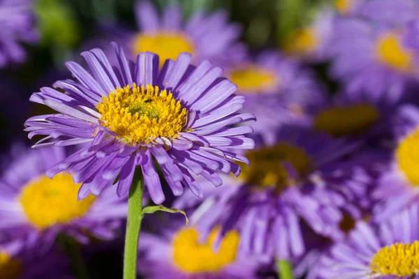 Vackra Blommor Trädgården — Stockfoto