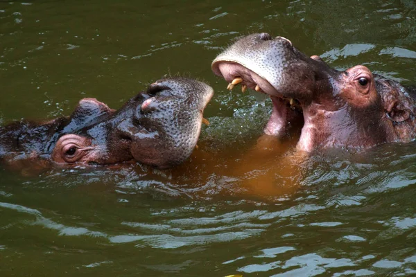 Hippos Fighting Photographed Zoo Taipei Taiwan November 2011 — 图库照片