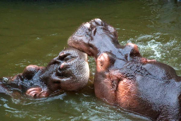 Hipopótamos Lutando Fotografado Zoológico Taipei Taiwan Novembro 2011 — Fotografia de Stock