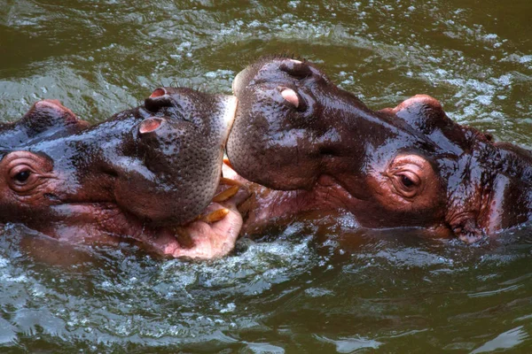 Bojující Hroši Vyfoceni Zoologické Zahradě Taipei Taiwan Listopad 2011 — Stock fotografie