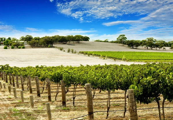 Barossa Vadisi Ndeki Yemyeşil Üzüm Bağı — Stok fotoğraf