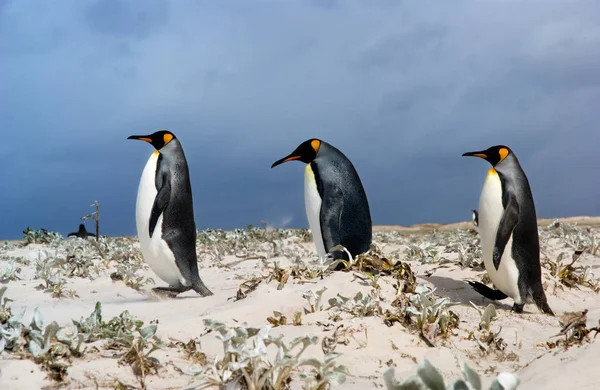 Koningspinguïn Wilde Natuur — Stockfoto