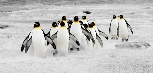 野生のペンギン王は — ストック写真