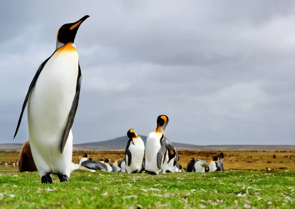 Król Pingwin Dzikiej Przyrody — Zdjęcie stockowe