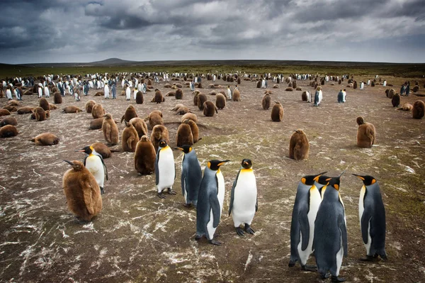 Kolonie Pinguïns Falklansd Eilanden — Stockfoto