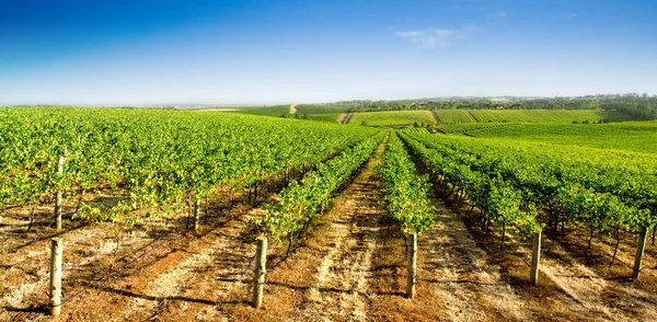 Una Viña Verde Verano — Foto de Stock