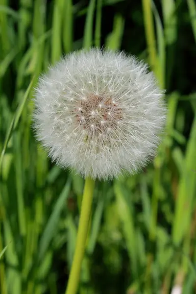 Belle Vue Sur Fleur Naturelle Pissenlit — Photo