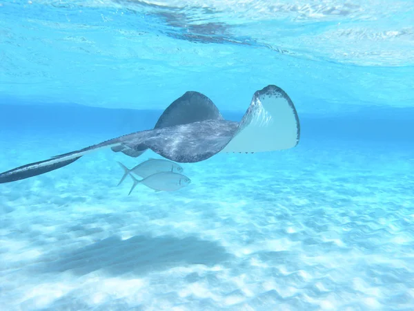 Stingray Mar Caribe Gran Caimán — Foto de Stock