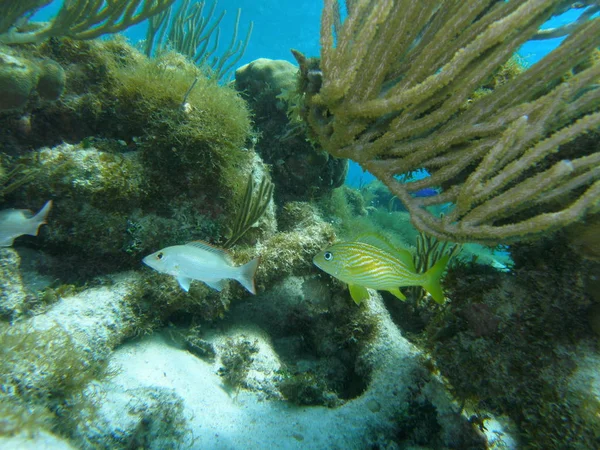 Flora Fauna Caribbean Sea Grand Cayman — Stock Photo, Image