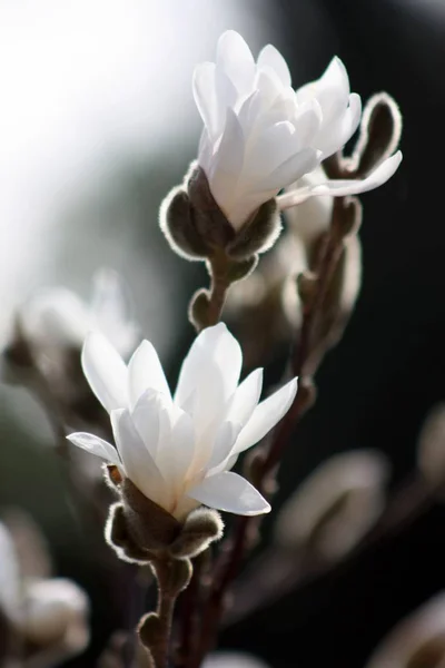 Άνθη Μανόλιας Στο Δέντρο Ανοιξιάτικη Χλωρίδα — Φωτογραφία Αρχείου