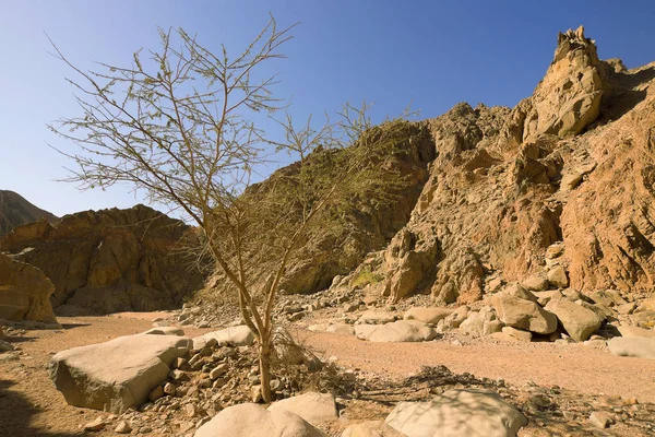 Wanderung Durch Das Wadi Orqa — Stockfoto