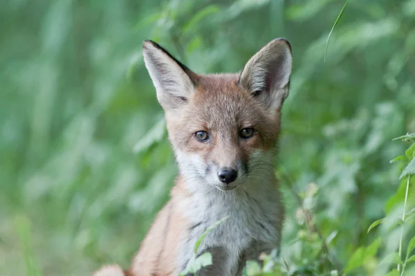 Vulpes Vulpes Lis Zwierząt — Zdjęcie stockowe