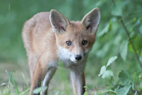 Vulpes Vulpes Lis Zwierząt — Zdjęcie stockowe