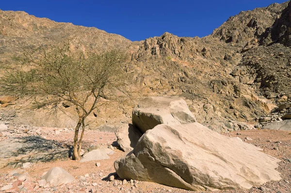 Vandra Genom Wadi Orqa — Stockfoto