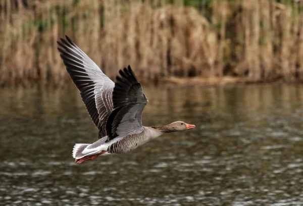 Scenic View Goose Bird Nature — Stock Photo, Image