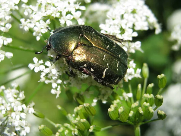 Gros Plan Bug Nature Sauvage — Photo