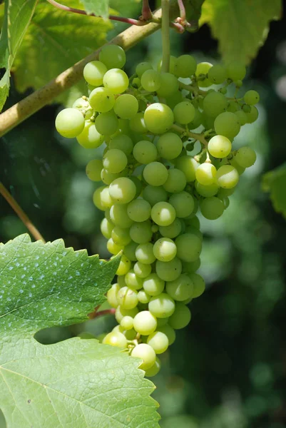 Uvas Que Crecen Viñedo — Foto de Stock